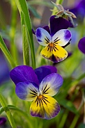 Viola Wild Pansies in Alaska