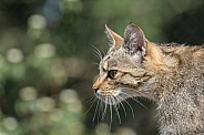 European wildcat