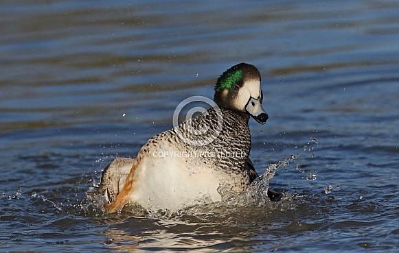 Chiloe Wigeon Chiloe Wigeon