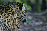 Jaguar Walking Away
