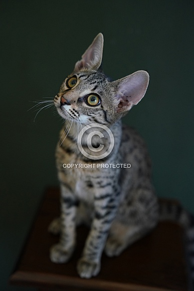 Savannah Cat Savannah Cat