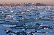 Sea ice off the coast of Greenland