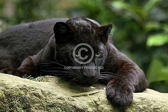 Black Leopard Black Leopard