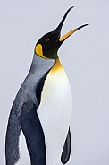 King Penguin - Falkland Islands