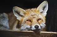 Fox restting