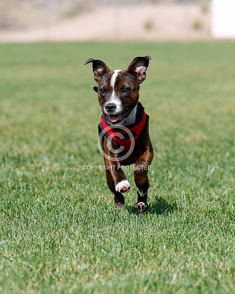 Staffordshire terrier puppy playing