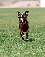 Staffordshire terrier puppy playing
