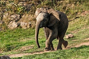 Young African Elephant Running