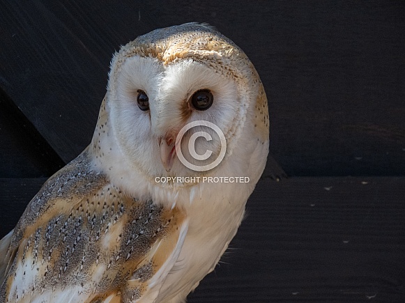 Barn Owl Barn Owl