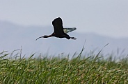 White Faced Ibis, Plegadis chihi