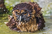 Brown wood owl in the water