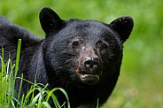 Black Bear and cubs