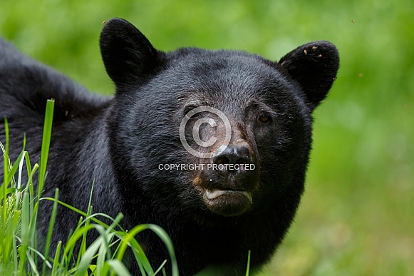 Black Bear and cubs