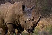 White Rhino (wild)