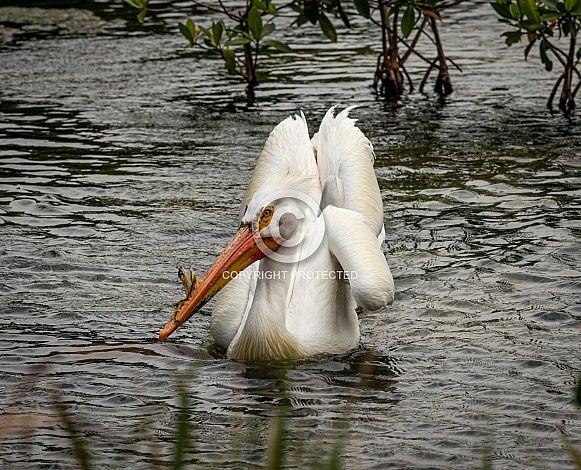 American White Pelican in water American White Pelican in water
