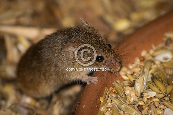 Harvest Mice