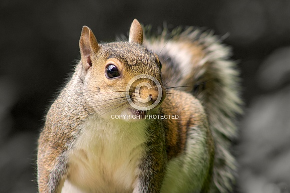 Grey Squirrel - Curiosity Grey Squirrel - Curiosity