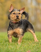 Black and Tan Terrier