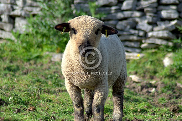 Hampshire Down Lamb