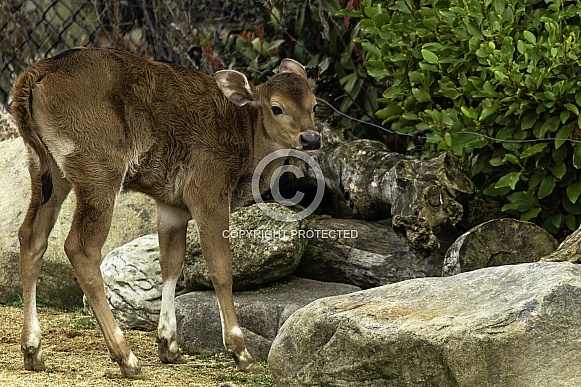 Banteng Cow
