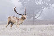 Frost Deer