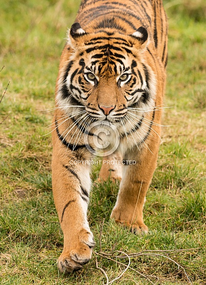 Sumatran Tiger Sumatran Tiger