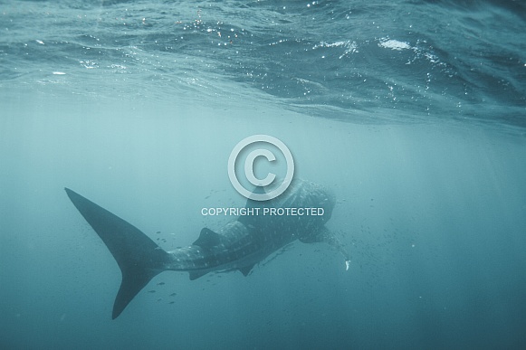 Whale Shark Whale Shark