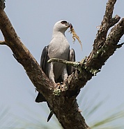 Mississippi kite bird - Ictinia mississippiensis - with brown Cuban anole lizard  - Anolis sagrei - dangling from beak with bright red eyes