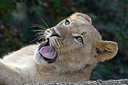 African Lioness