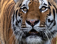 Tiger close up