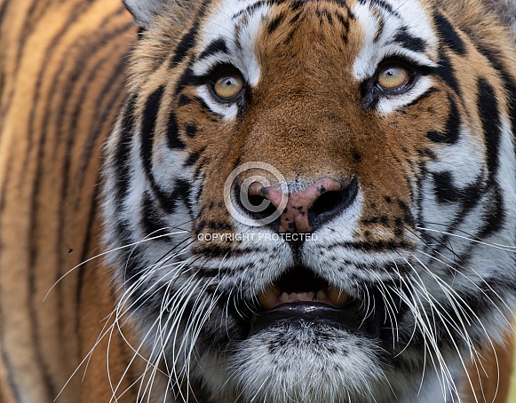 Tiger close up