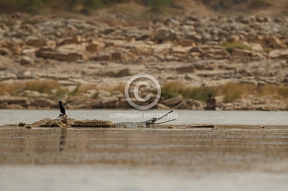 Indian gavial in the nature habitat