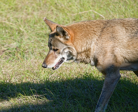 Red Wolf