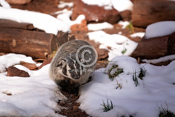 North American Badger in Snow