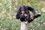 Chimpanzee (Pan troglodytes)