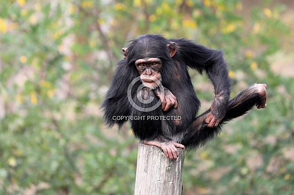 Chimpanzee (Pan troglodytes)