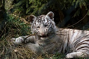 White Tiger Cub
