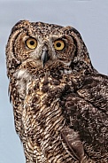 Great Horned Owl--Great Horned Owl Minus Tufts