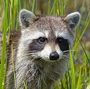 Raccoon