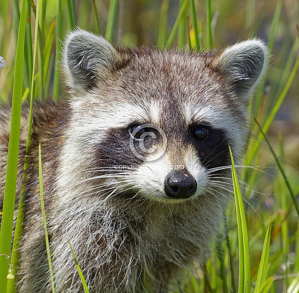 Raccoon