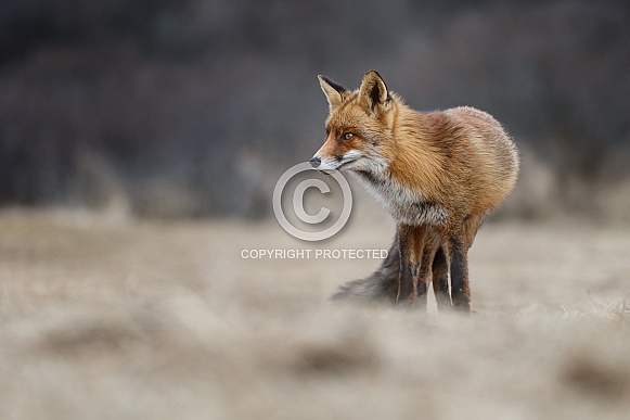 Red Fox Red Fox