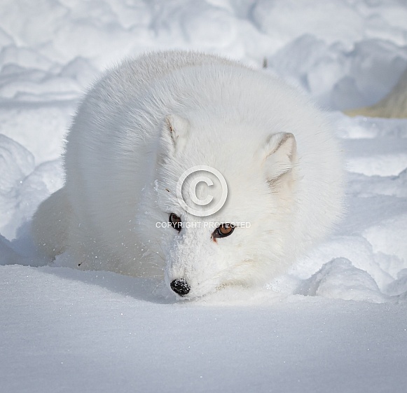 Arctic Fox in heavy snow