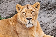 Lioness