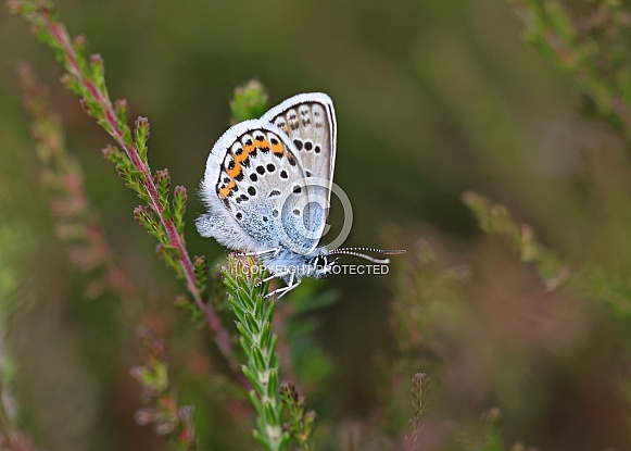 Silver studded Blue