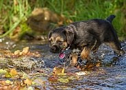 Border Terrier Puppy in Stream