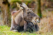 Elk relaxing in the grass