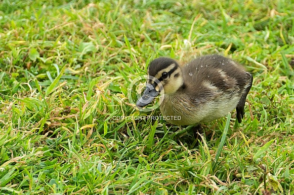 Mallard Duckling