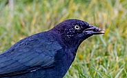 Blackbird in grass close up