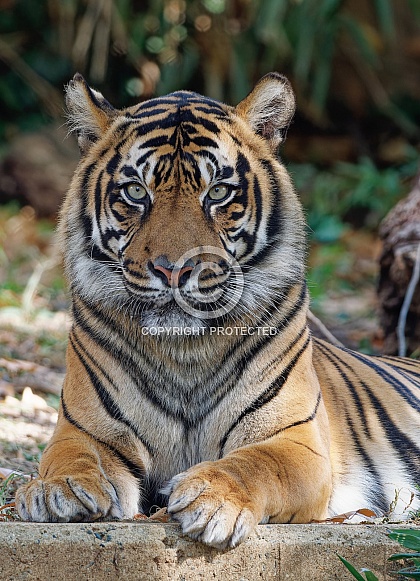 bengal Tiger