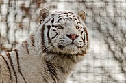 White Tiger Close Up